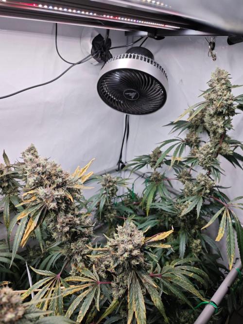 Biscotti Gelato AC Infinity AI+. Week 15 - Den 112/72 (12/12) pravá