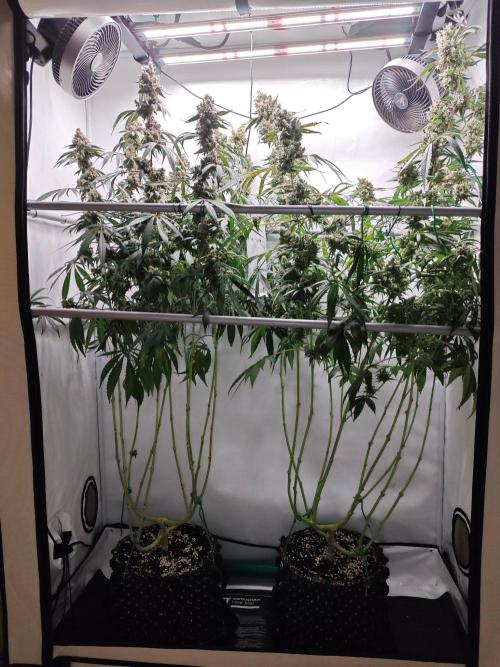 Biscotti Gelato AC Infinity AI+. Week 15 - Den 112/72 (12/12)