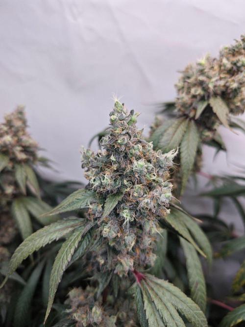 Biscotti Gelato AC Infinity AI+. Week 15 - Den 112/72 (12/12) levá