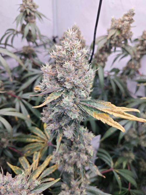 Biscotti Gelato AC Infinity AI+. Week 15 - Den 112/72 (12/12) pravá