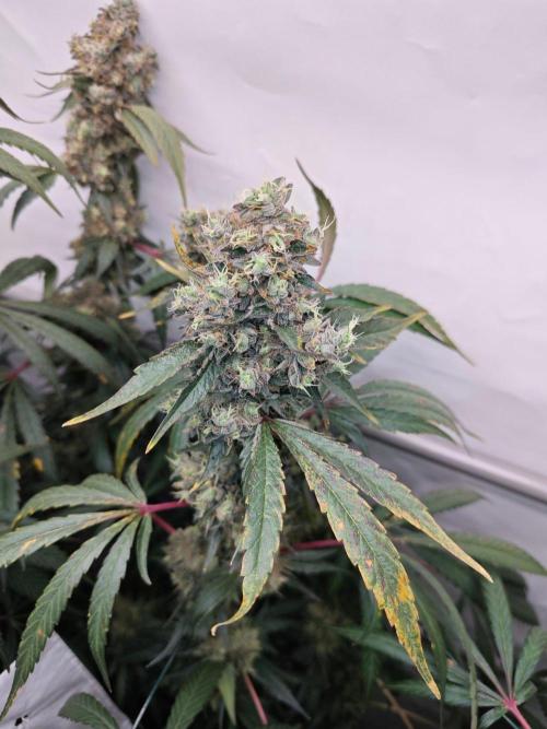Biscotti Gelato AC Infinity AI+. Week 15 - Den 112/72 (12/12) pravá