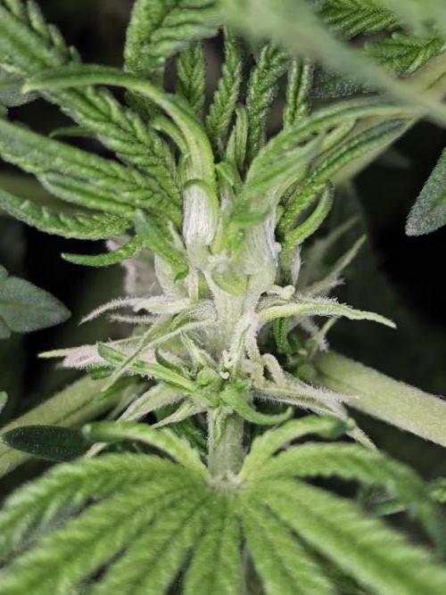 Cherry Cola Auto AC Infinity AI+. Week 6 - Den 41 levá detajl