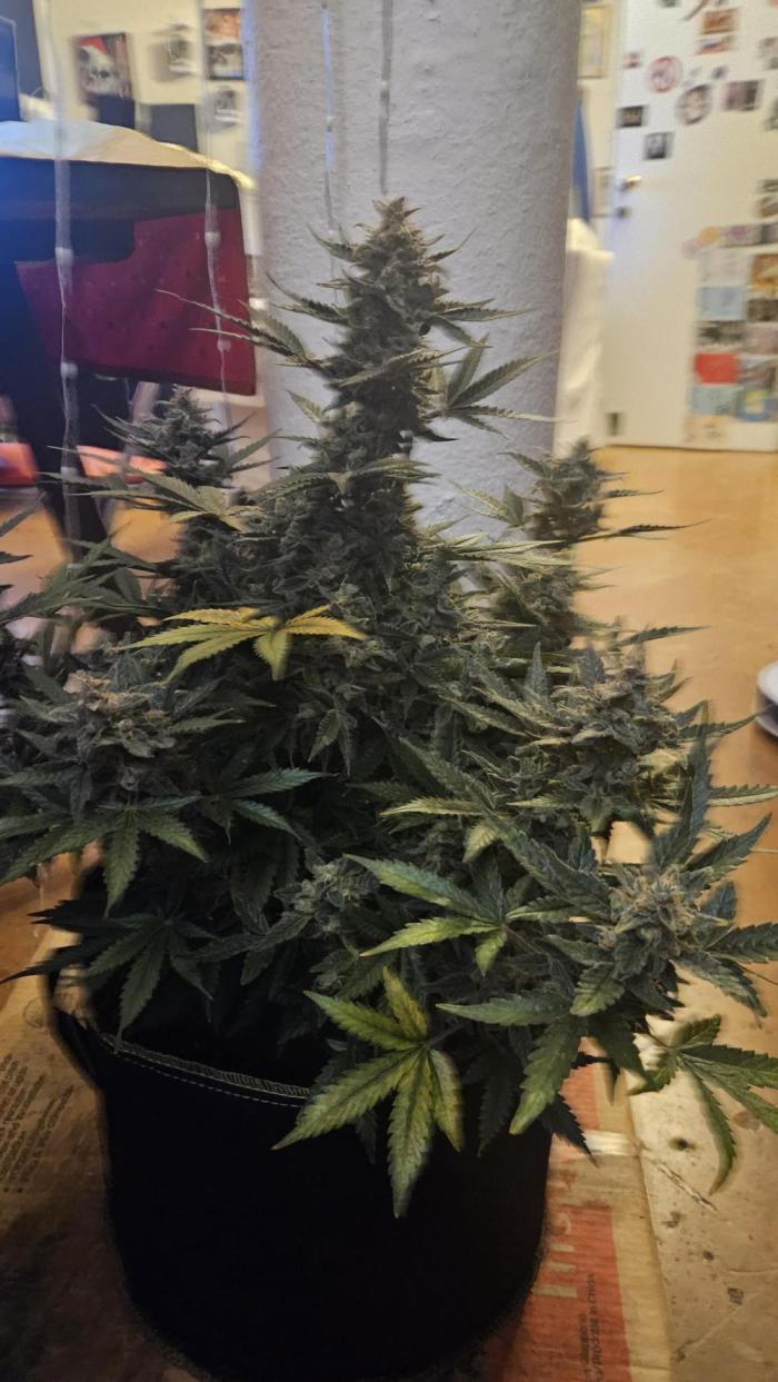 IkoVoodoo Growbox. Week 0 - This is my last harvest