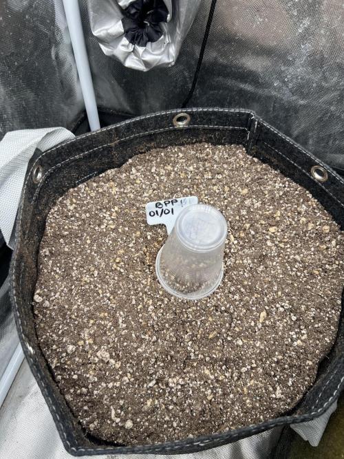 Auto Flower Learning Curve. Week 1 - Day 1