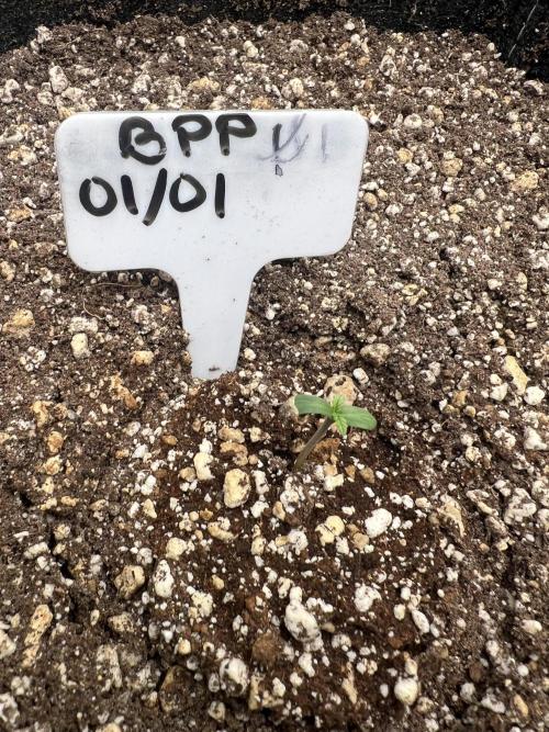 Auto Flower Learning Curve. Week 1 - Day 1