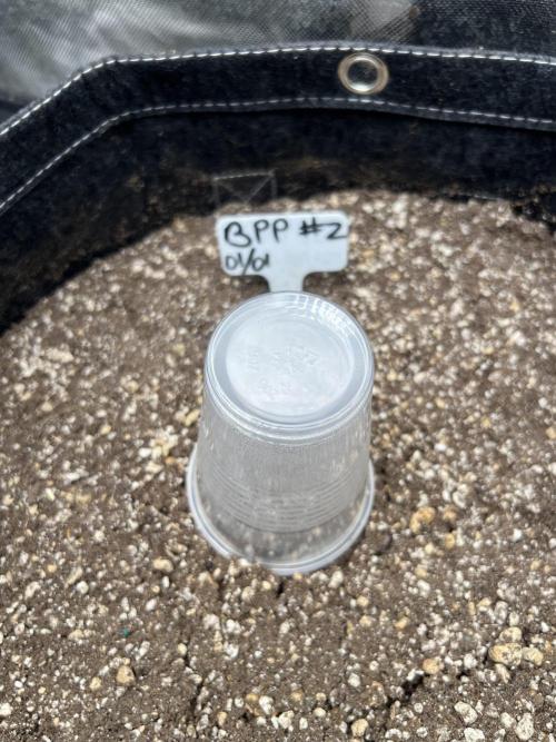 Auto Flower Learning Curve. Week 1 - Day 1