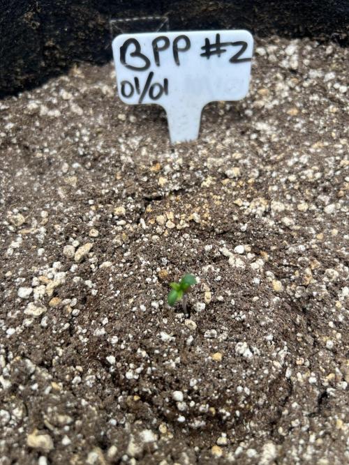 Auto Flower Learning Curve. Week 1 - Day 1