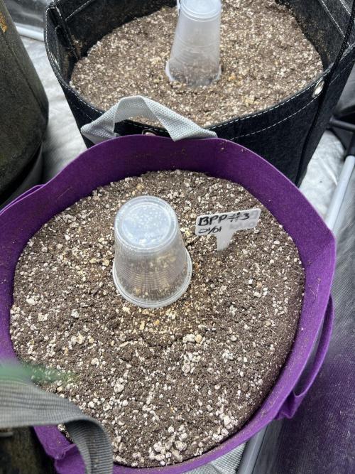 Auto Flower Learning Curve. Week 1 - Day 1