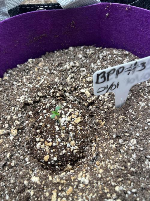 Auto Flower Learning Curve. Week 1 - Day 1