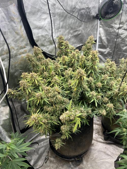 Auto Flower Learning Curve. Week 1