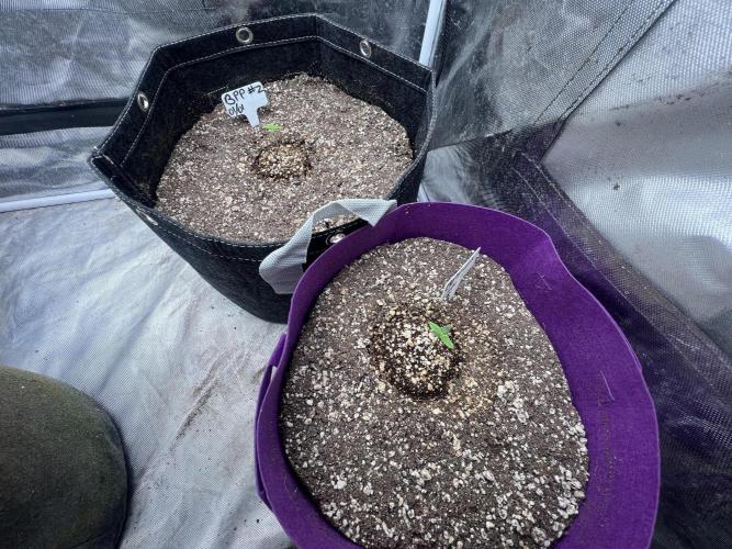 Auto Flower Learning Curve. Week 1 - Day 2