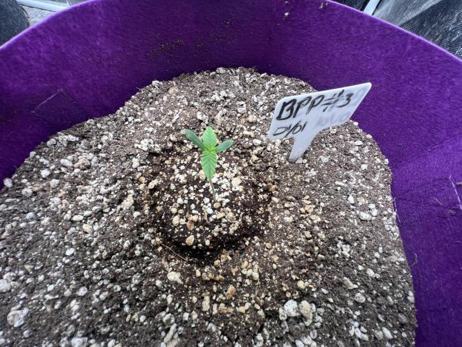 Auto Flower Learning Curve. Week 1 - Day 2