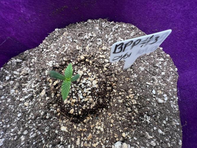 Auto Flower Learning Curve. Week 1 - Day 2