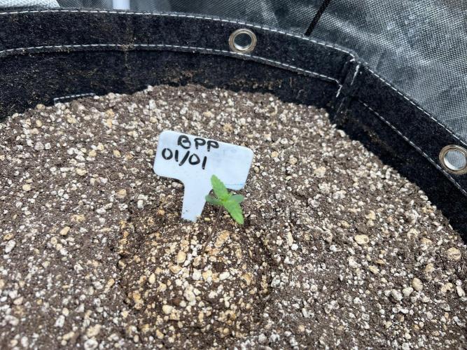 Auto Flower Learning Curve. Week 1 - Day 3