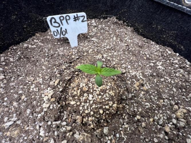 Auto Flower Learning Curve. Week 1 - Day 3