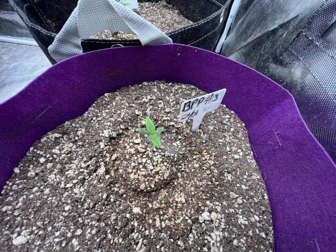 Auto Flower Learning Curve. Week 1 -  Day 3