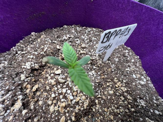 Auto Flower Learning Curve. Week 1 - Day 3