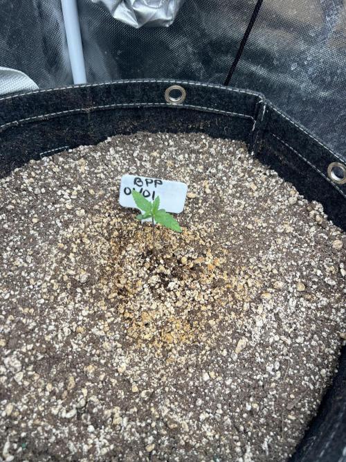 Auto Flower Learning Curve. Week 1 - Day 4