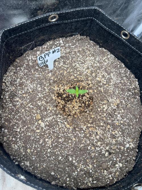 Auto Flower Learning Curve. Week 1 - Day 4