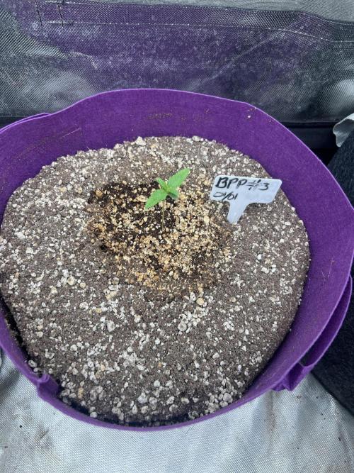 Auto Flower Learning Curve. Week 1 - Day 4