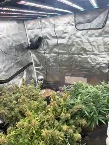 Auto Flower Learning Curve