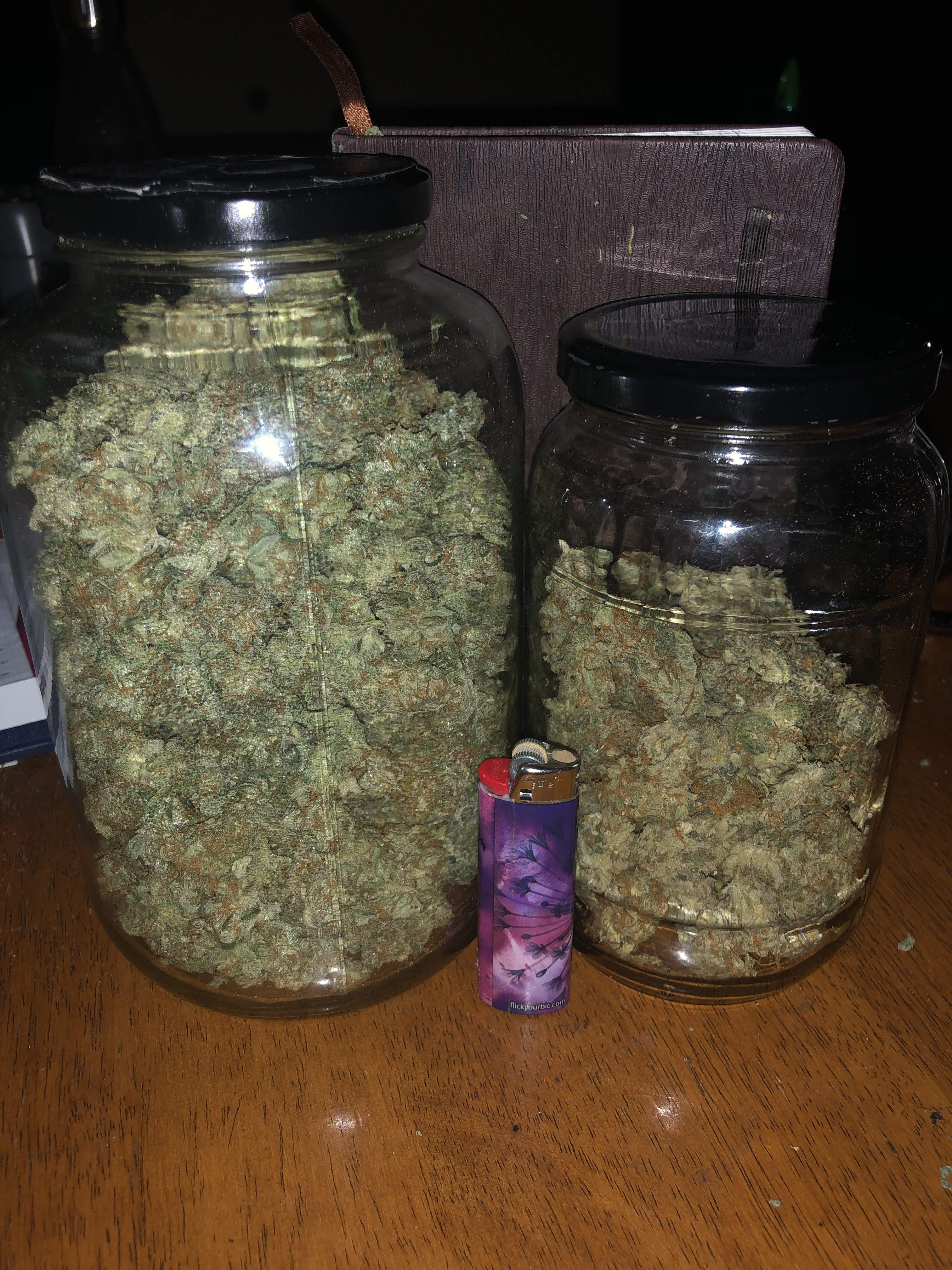 FastBuds Orange Sherbet Auto grow journal harvest12 by - GrowDiaries