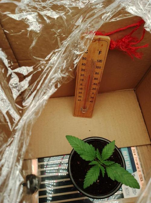 100l/26gal RQS Biscotti Experiment. Week 2 - The homemade propagator is doing its job perfectly, or so it seems.