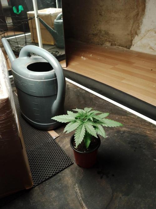 100l/26gal RQS Biscotti Experiment. Week 3
