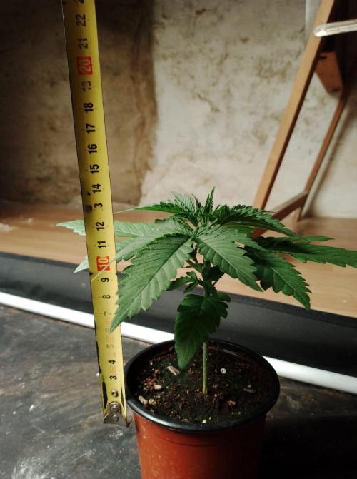 100l/26gal RQS Biscotti Experiment. Week 3
