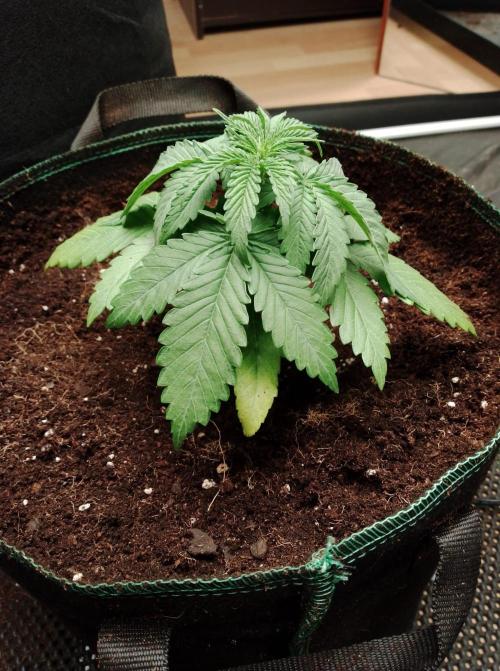 100l/26gal RQS Biscotti Experiment. Week 4 - After transplant from the baby pot, took a couple of days to perk up again