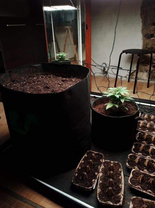 100l/26gal RQS Biscotti Experiment. Week 4