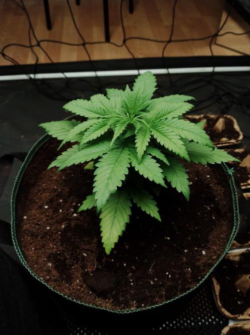 100l/26gal RQS Biscotti Experiment. Week 4