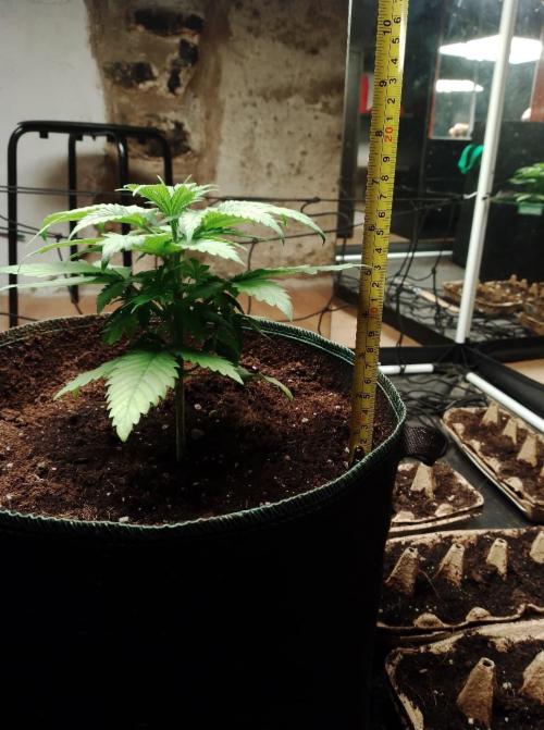 100l/26gal RQS Biscotti Experiment. Week 4 - 18cm, new Chinese tapemeasure goes up in 10cm and resets, cool