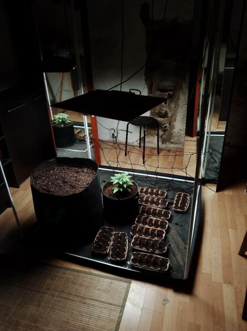 100l/26gal RQS Biscotti Experiment. Week 4 - Size comparison!