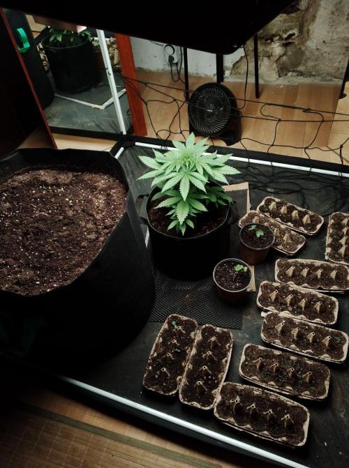 100l/26gal RQS Biscotti Experiment. Week 5