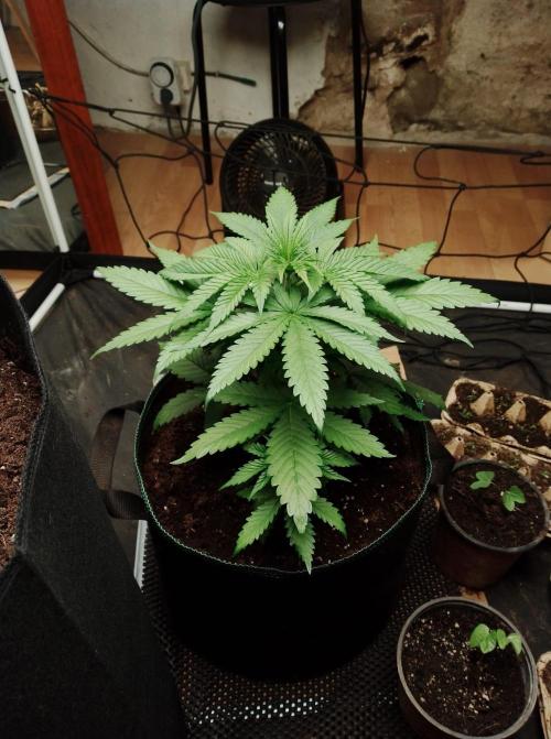 100l/26gal RQS Biscotti Experiment. Week 5