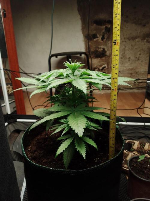 100l/26gal RQS Biscotti Experiment. Week 5