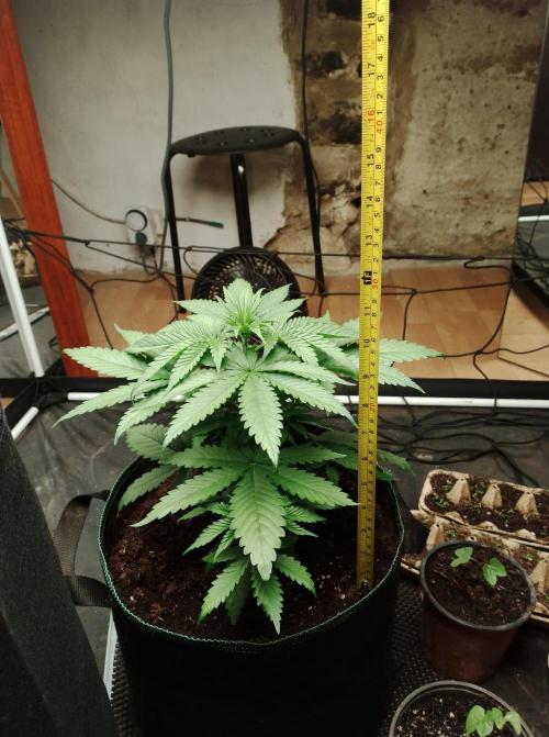 100l/26gal RQS Biscotti Experiment. Week 5
