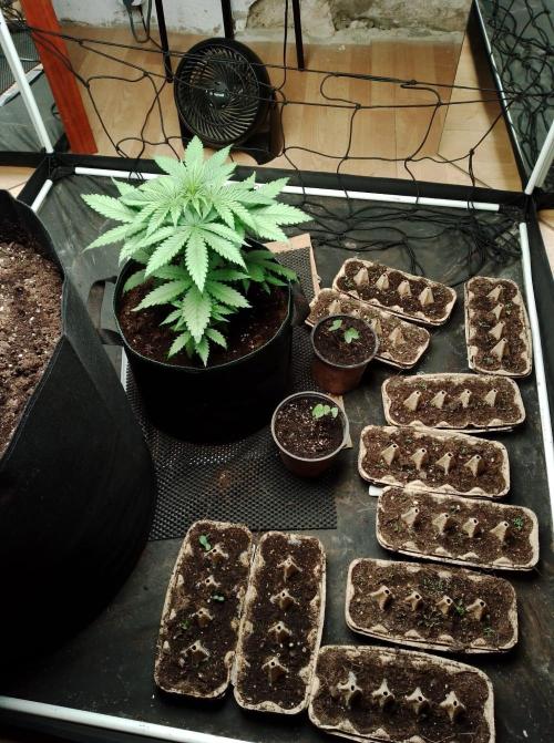 100l/26gal RQS Biscotti Experiment. Week 5