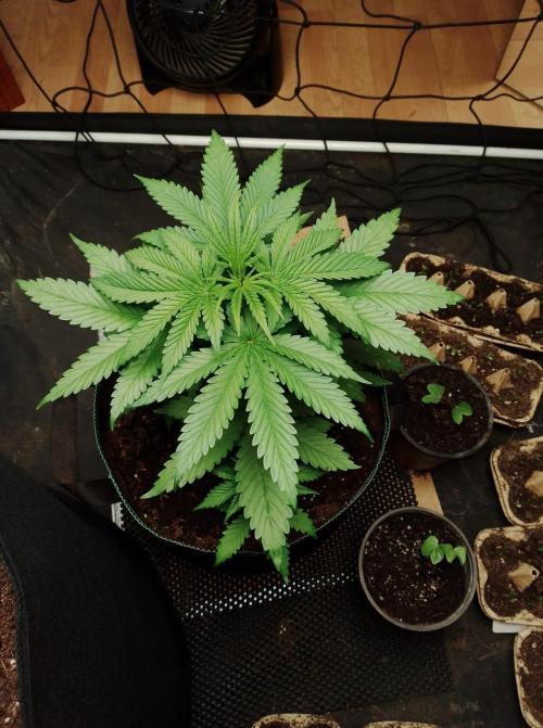 100l/26gal RQS Biscotti Experiment. Week 5