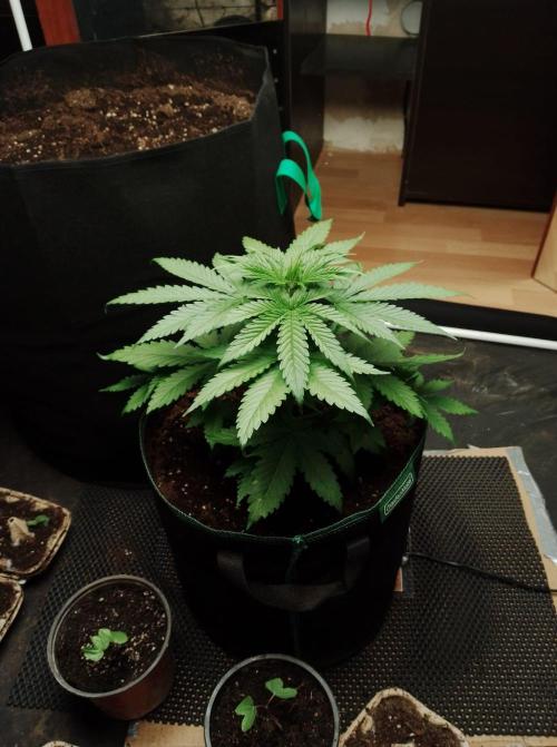 100l/26gal RQS Biscotti Experiment. Week 5
