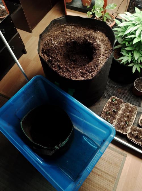 100l/26gal RQS Biscotti Experiment. Week 6