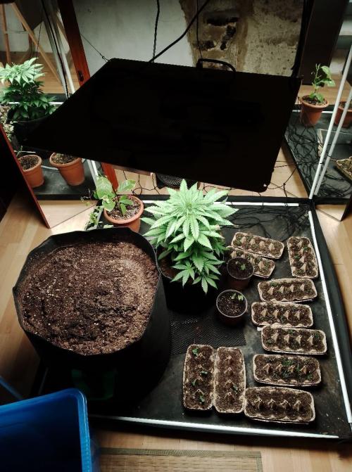 100l/26gal RQS Biscotti Experiment. Week 6