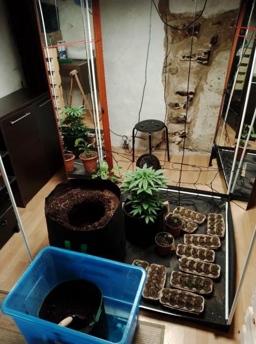 100l/26gal RQS Biscotti Experiment. Week 6