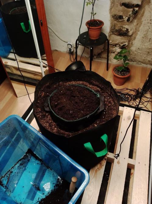 100l/26gal RQS Biscotti Experiment. Week 6