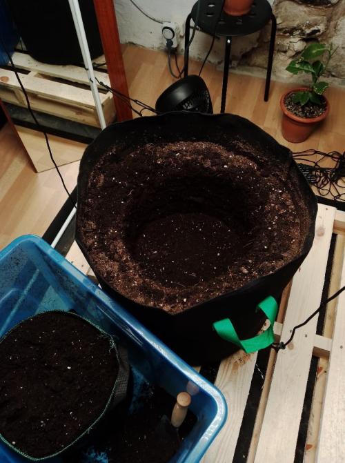 100l/26gal RQS Biscotti Experiment. Week 6