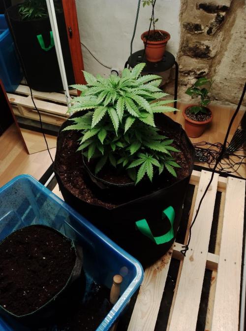 100l/26gal RQS Biscotti Experiment. Week 6