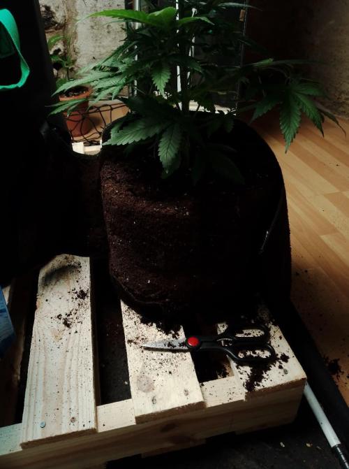 100l/26gal RQS Biscotti Experiment. Week 6