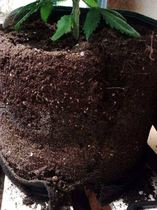 100l/26gal RQS Biscotti Experiment. Week 6
