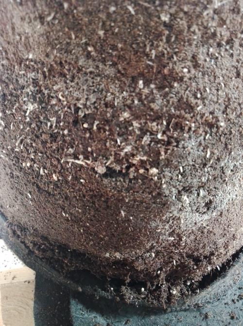 100l/26gal RQS Biscotti Experiment. Week 6